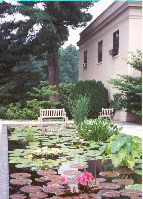 Lily Pads at Longwood