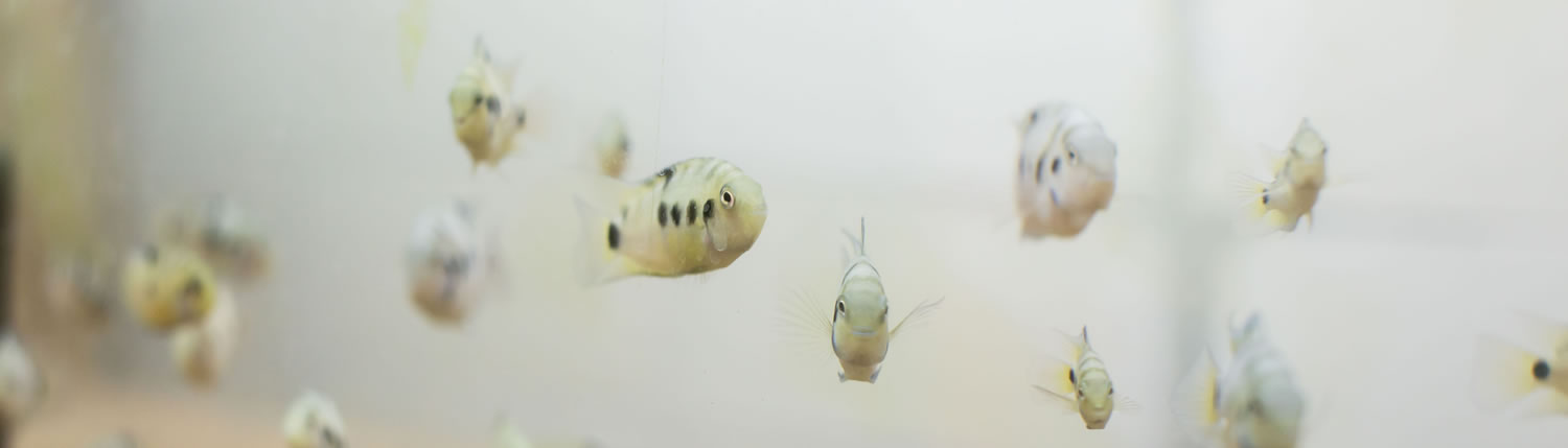 Convict Cichlids in the Itzkowitz Lab