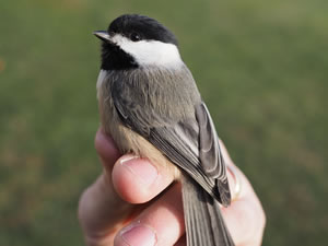 Rice Research - Chickadees