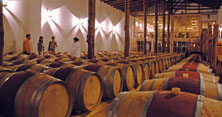 Chile Vineyards