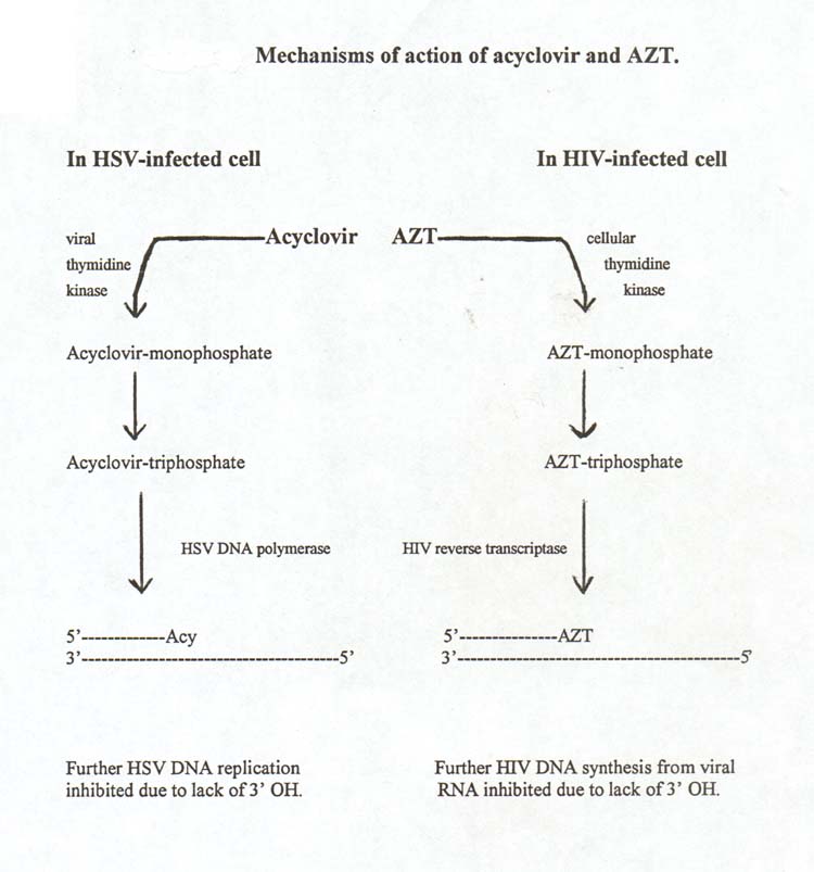 Research papers on antiviral drugs