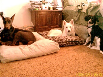 Dogs
