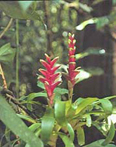 Heliconia (photo D. Casgrande) 