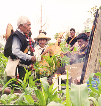Tzeltal Maya praying in corn field,.Tenejapa, Mexico.