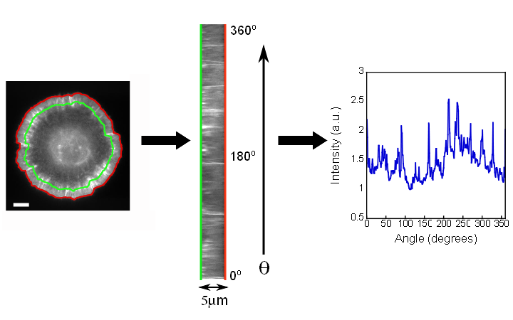 Intensity Ribbon Example