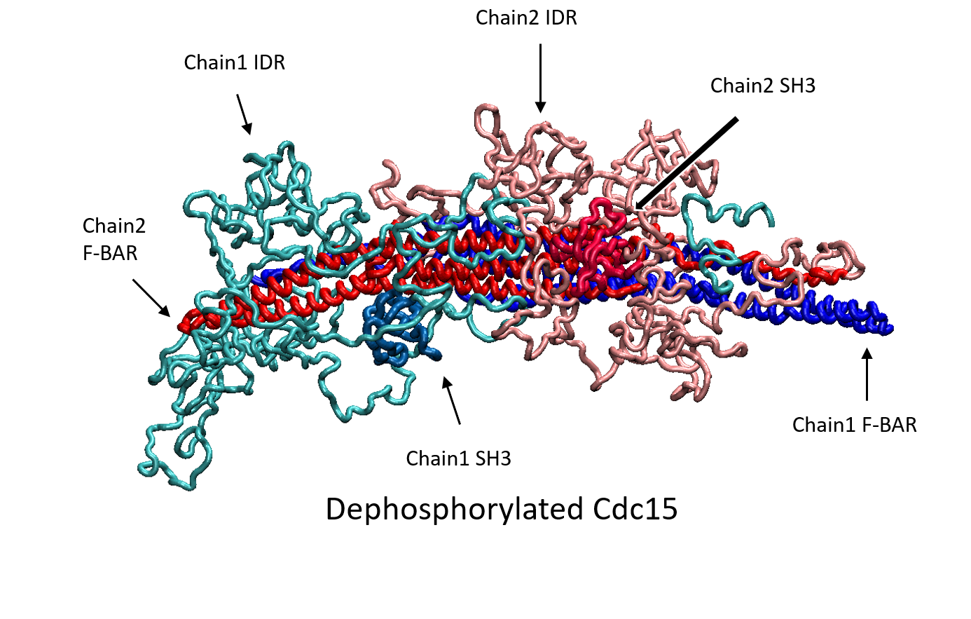 Cytokinesis research image