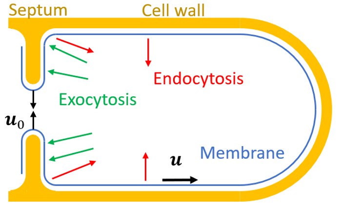 Cytokinesis research image