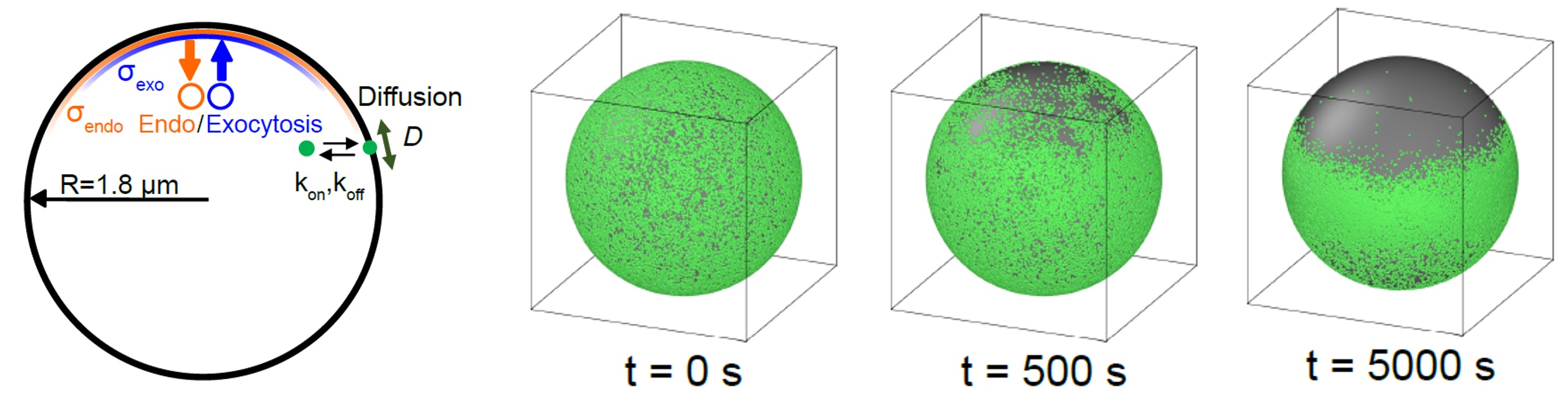 Cell polarization and protrusion