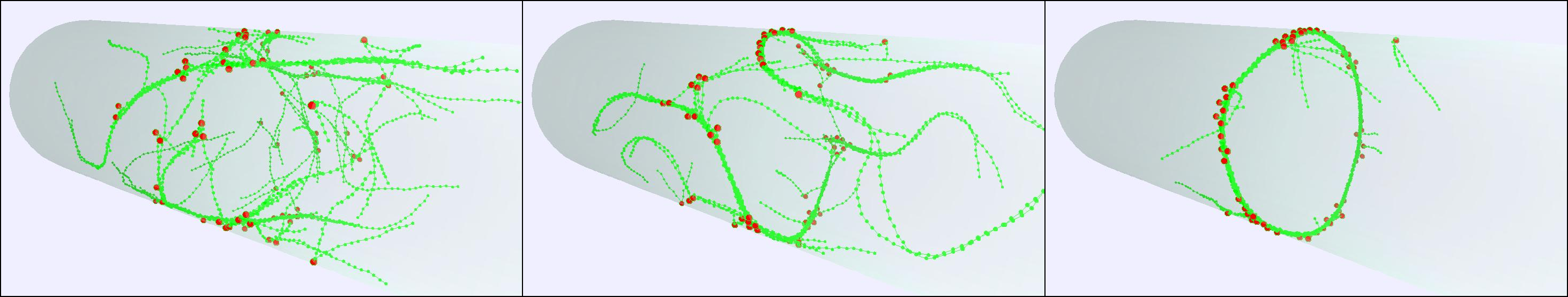 Cytokinesis ring assembly