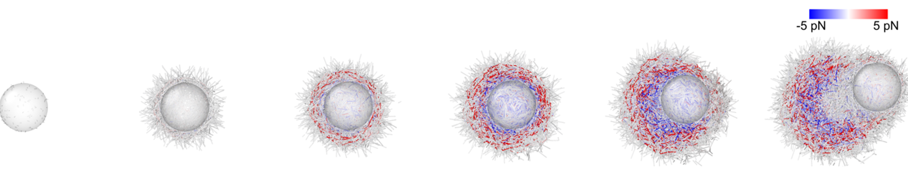 Symmetry breaking in actin networks