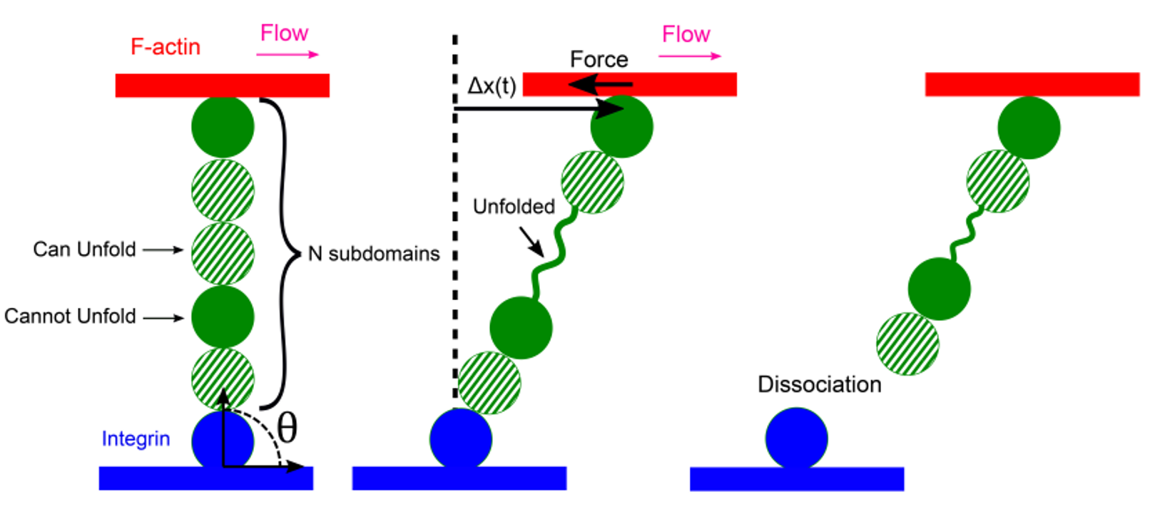 Talin focal adhesion model