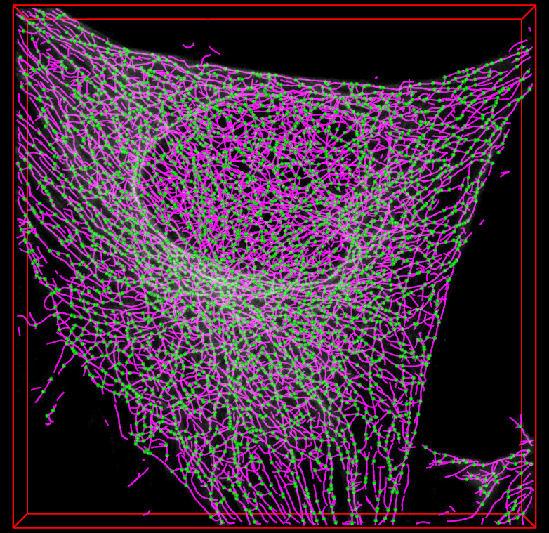 Microtubule example