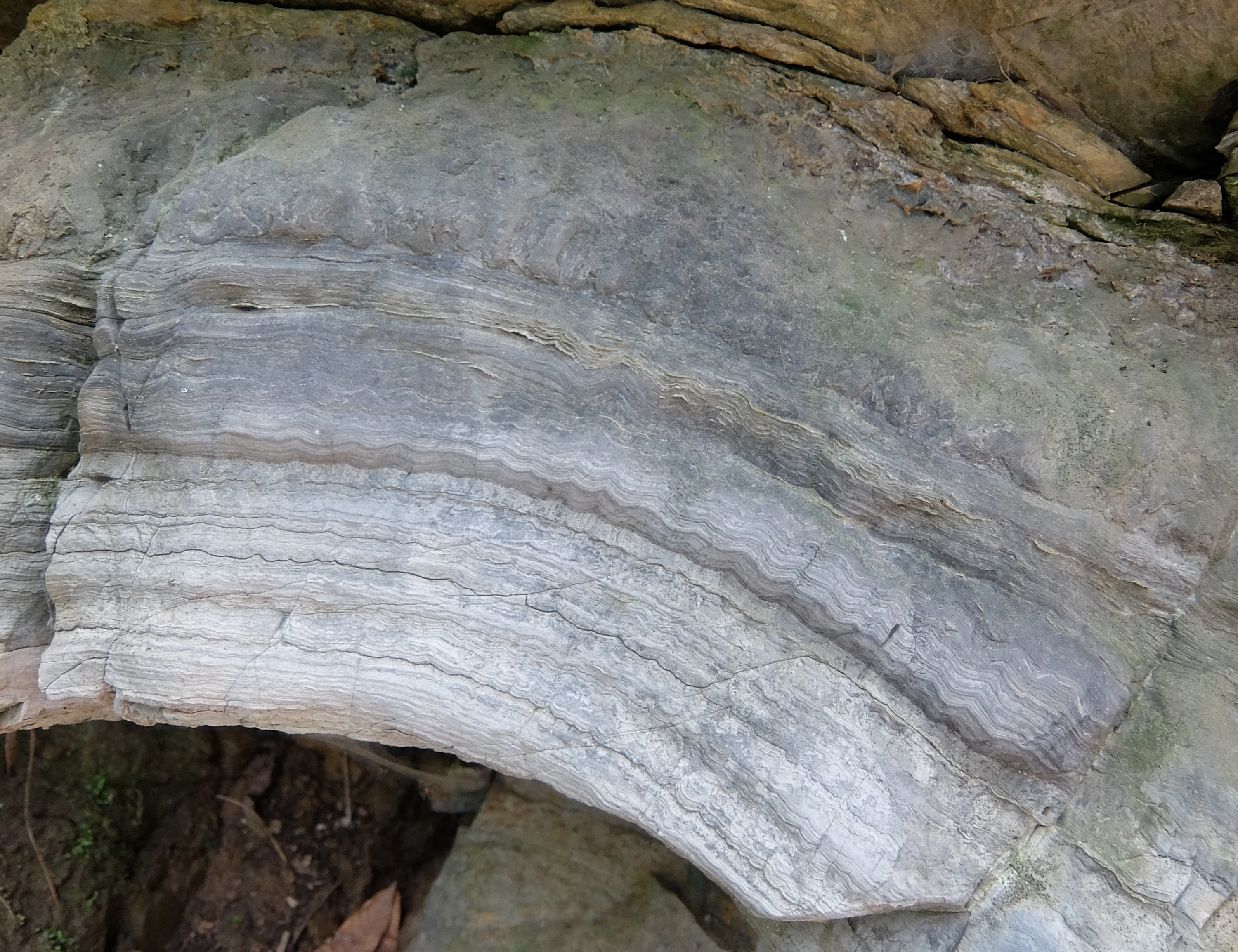 convex mound stromatolite