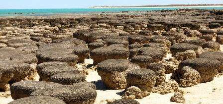 Australian Stromatolites