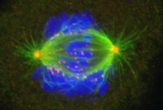 And one more.  Microtubules (green), centrosomes (orange), DNA (blue) and kinetochores (violet) shown.