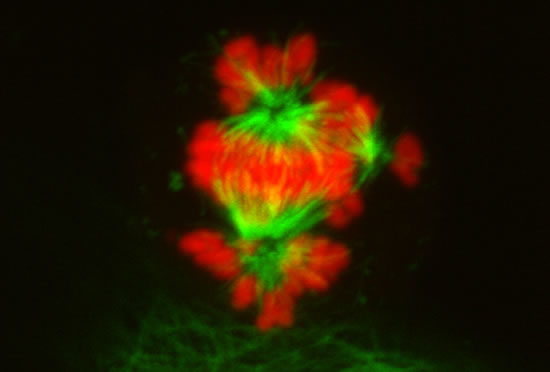 Yet another mitotic spindle.