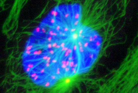 Another mitotic spindle.  Microtubules (green) and DNA (red)