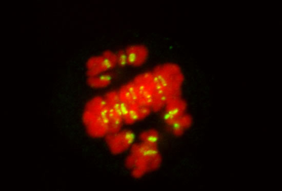 Chromosomes in a mitotic human cell.  DNA (red) and kinetochores (green).
