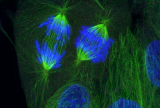 Two adjacent cells in anaphase of mitosis.  DNA (blue) and microtubules (green).