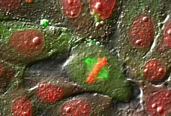 Dividing and non-dividing cells.  DIC light micrograph overlay with stained images of microtubules (green) and DNA (red).