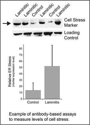 Example of antibody-based assays to measure levels of cell stress