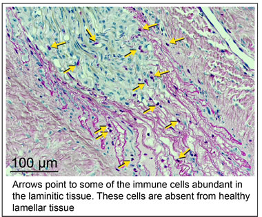 Arrows point to some of the immune cells abundant in the laminitic tissue.  These cells are absent from healthy lamellar tissue.