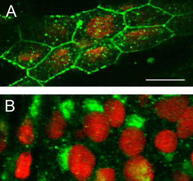 Change in Cx40.8 localization from the plasma membrane during ontogenetic fin growth (A) to the Golgi apparatus (B) during regeneration.
