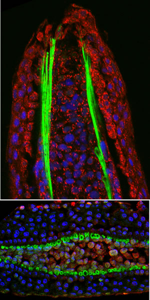 Expression of Col2 (green) and Hsp47 (red) in the regenerating fin. A longitudinal section (top) and a transverse section (bottom) are shown. Nuclei are stained in blue.