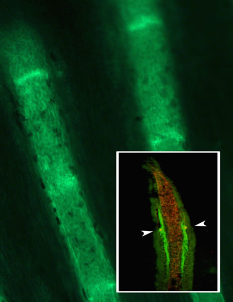 ZNS5 staining detects both bone-forming cells and joint-forming cells (green). Inset shows a longitudinal cross-section stained for both ZNS5 (green) and Cx43 (red). The staining overlaps in the joint-forming cells (arrowheads).