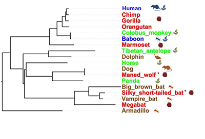 A subset of the mammalian family tree (phylogeny) with living species labeled with their primary diets.