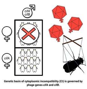 Fig 2 Genetic basis of cytoplasmic incompatibility