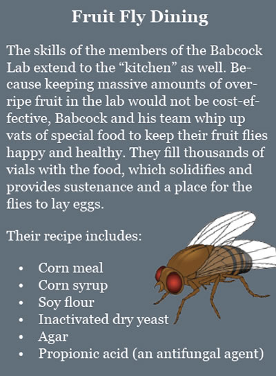 Fruit Fly Dining recipe