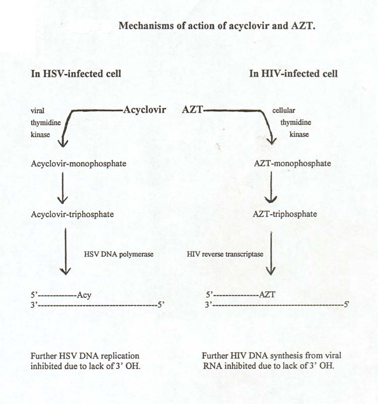 Describe the Modes of Action Used by Antiviral Drugs LukehasStanley