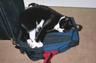 Elmo sleeping on backpack