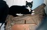 Elmo on suitcase