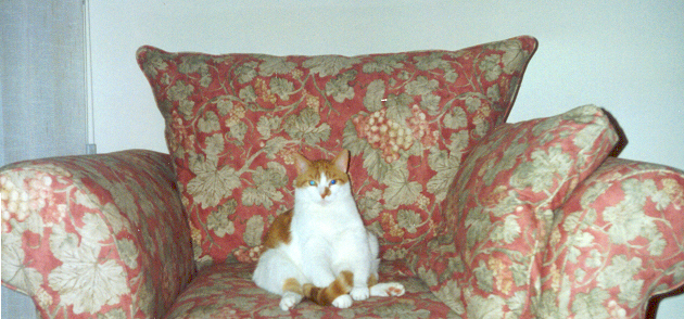 Calvin in the Big Chair