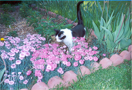 Stinky in the Garden