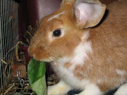 Tranes Rabbit Terry's Web Page